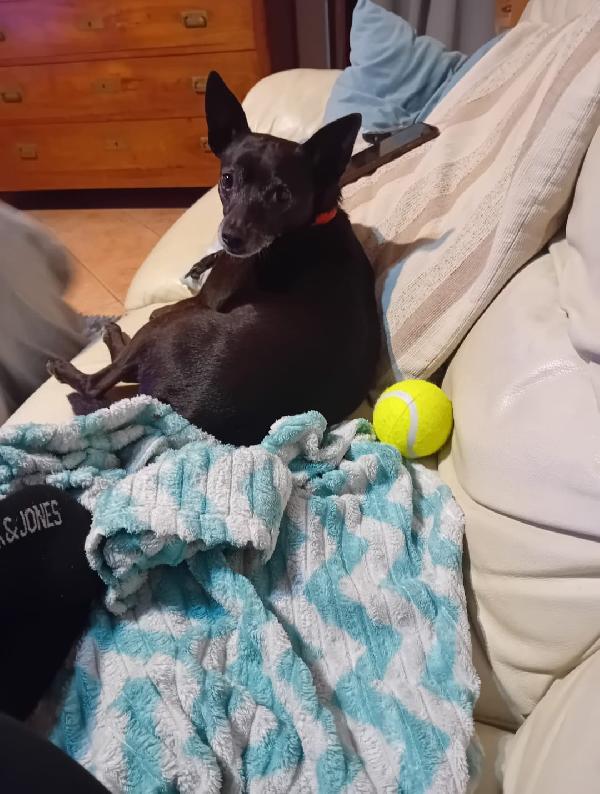💔 “Bart non vuole finire in canile!” 💔 Foto 3